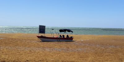 Sargazo amenaza el turismo dominicano, pero expertos ven potencial para impulsar nuevas industrias