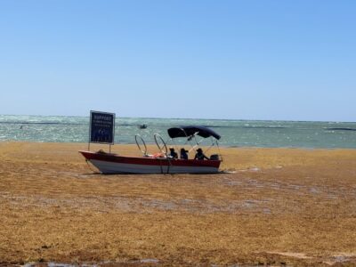 Sargazo amenaza el turismo dominicano, pero expertos ven potencial para impulsar nuevas industrias