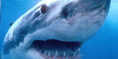 Tiburón ataca a un bañista durante las celebraciones del 4 de Julio en Nueva York