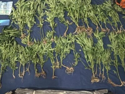 Descubren cultivo de 45 plantas de marihuana y destruyen vivero en San José de Ocoa